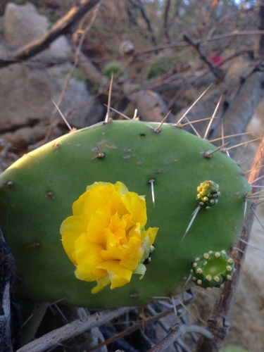 Opuntia caracassana (Opuntia caracassana)