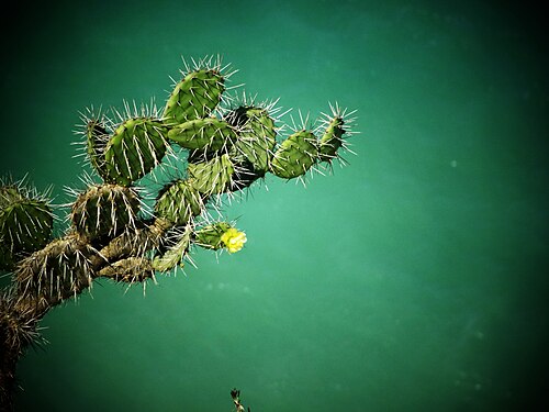 Opuntia caracassana: Desde la punta del Pilón de Azúcar mirando hacia el mar un cactus se asomaba con su flor amarilla