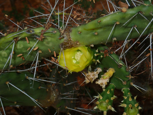 Opuntia caracassana (Opuntia caracassana)