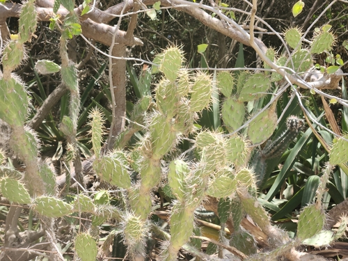 Opuntia caracassana (Opuntia caracassana)