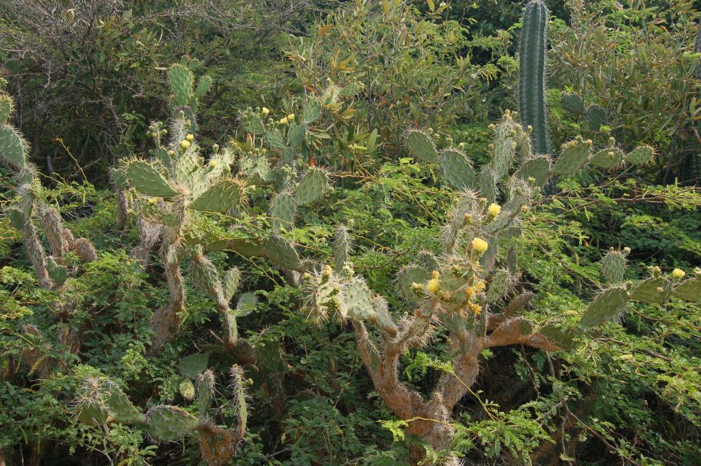 Opuntia caracassana: Opuntia wentiana