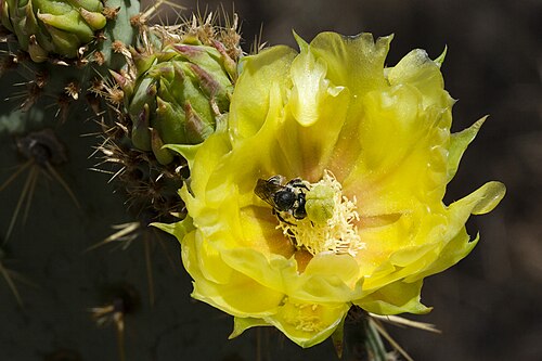 Dollarjoint pricklypear: Bee on Opuntia chlorotica , Peloncillo Mountains, north of Eagle Mountain in Owl Canyon, 31.756-105.979, Hidalgo County, New Mexico, 13 Jun 2019.