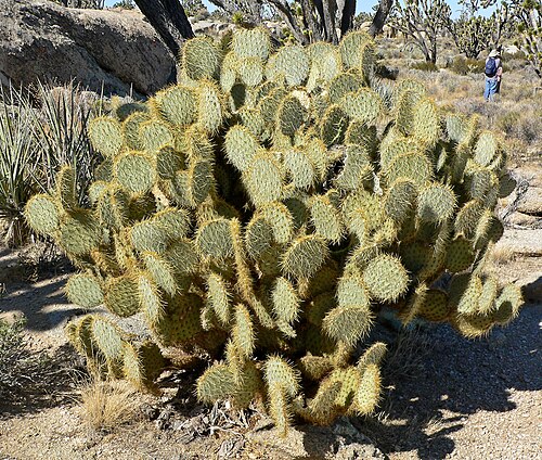 Dollarjoint pricklypear: Opuntia chlorotica on Teutonia Peak trail, Cima Dome , Mojave National Preserve , southeastern California