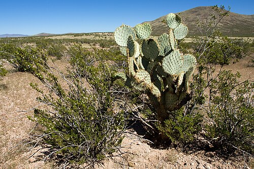 Dollarjoint pricklypear: Opuntia chlorotica , northwest of Lordsburg between the Summit Hills and Railroad Wash, Hidalgo County, New Mexico, 3 Oct 2014.