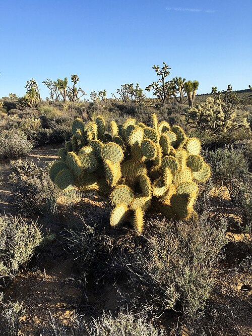 Dollarjoint pricklypear: Pancake Pricklypear ( Opuntia chlorotica ), specimen growing in the Mojave Desert, Mojave National Preserve, Cima Road near Kessler Peak, California, United Sta