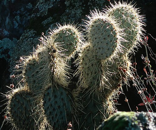Dollarjoint pricklypear: Opuntia chlorotica—pancake cactus. A prickly pear found in the desert mountains of both the Mohave and Coloradan deserts of Cailifornia, thence east to Nevada,