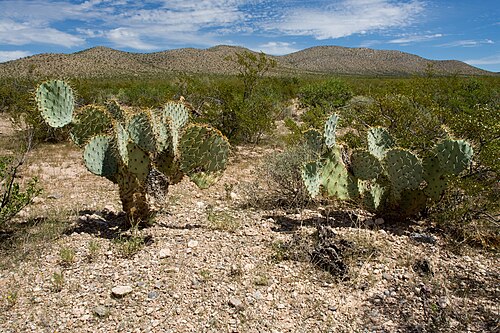Dollarjoint pricklypear: Opuntia chlorotica , southwestern bajada of the Sierra Rica, northwest of Dishpan Tank, 31.73839 -108.30227, Hidalgo County, New Mexico, 3 Oct 2014.