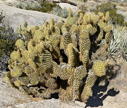 Dollarjoint pricklypear: Opuntia chlorotica on Teutonia Peak trail, Cima Dome , Mojave National Preserve , southeastern California