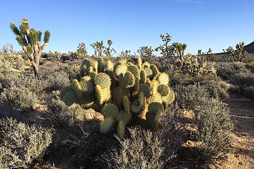 Dollarjoint pricklypear: Pancake Pricklypear ( Opuntia chlorotica ), specimen growing in the Mojave Desert, Mojave National Preserve, Cima Road near Kessler Peak, California, United Sta