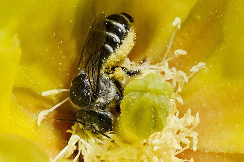 Dollarjoint pricklypear: Bee on Opuntia chlorotica , Peloncillo Mountains, north of Eagle Mountain in Owl Canyon, 31.756-105.979, Hidalgo County, New Mexico, 13 Jun 2019.