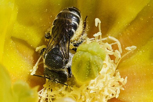 Dollarjoint pricklypear: Bee on Opuntia chlorotica , Peloncillo Mountains, north of Eagle Mountain in Owl Canyon, 31.756-105.979, Hidalgo County, New Mexico, 13 Jun 2019.