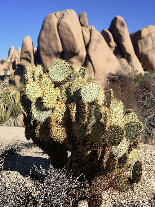 Dollarjoint pricklypear: Dollarjoint pricklypear against rock formations in Joshua Tree National Park in the Mojave Desert in California, USA.