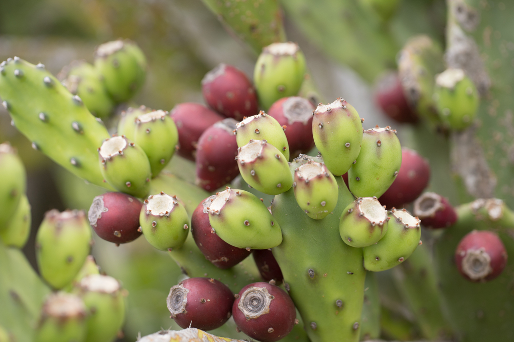 Opuntia elata (Opuntia elata)