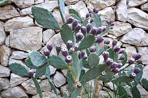 Opuntia elata: Taken in Bethlehem
