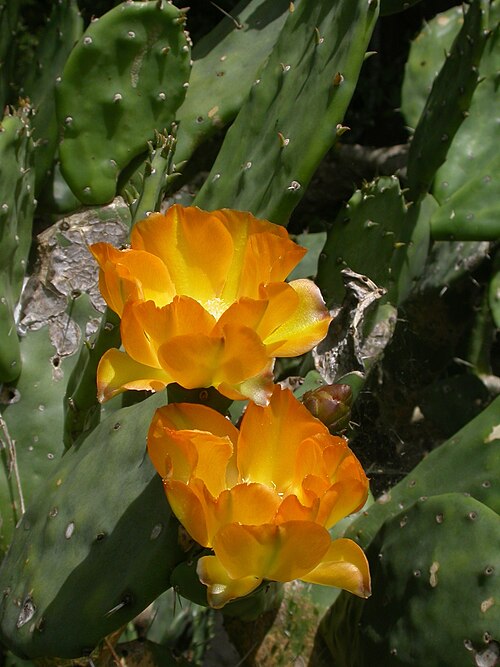 Opuntia elata: Opuntia elata (flowers). Parque Ecológico Municipal, La Plata, Buenos Aires province, Argentina.