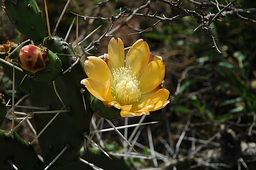 Opuntia elata: Opuntia sp.