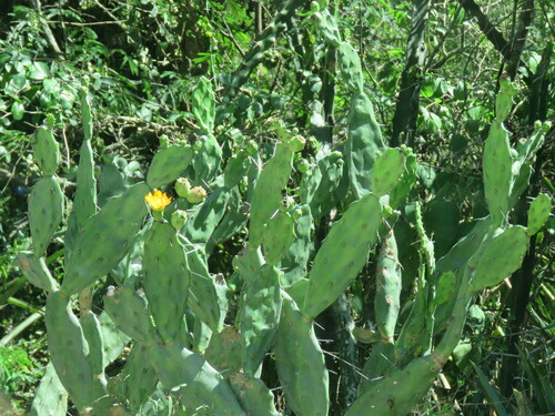 Opuntia elata (Opuntia elata)