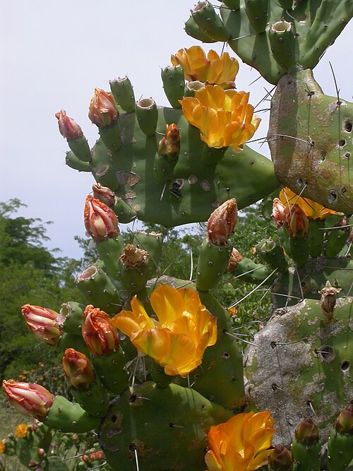 Opuntia elata: Opuntia elata (pads and flowers). Parque Ecológico Municipal, La Plata, Buenos Aires province, Argentina.