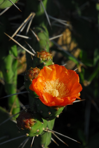 Opuntia elata (Opuntia elata)