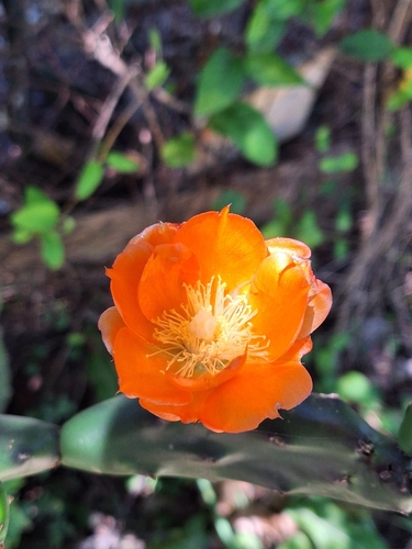 Opuntia elata (Opuntia elata)