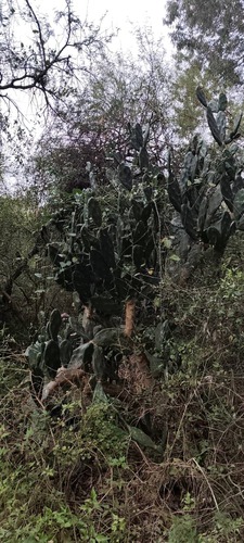 Opuntia elata (Opuntia elata)