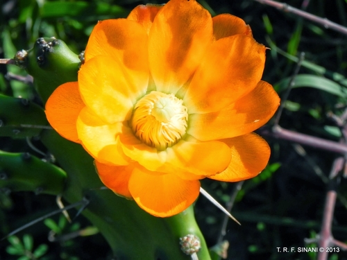 Opuntia elata (Opuntia elata)