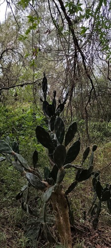 Opuntia elata (Opuntia elata)