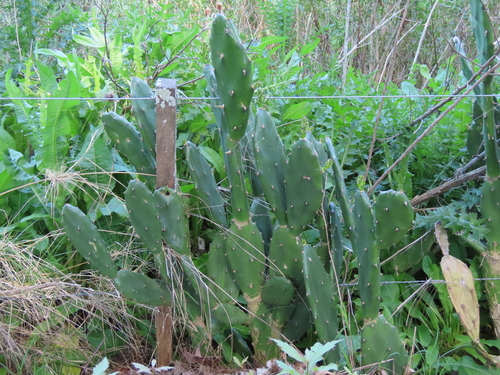 Opuntia elata (Opuntia elata)