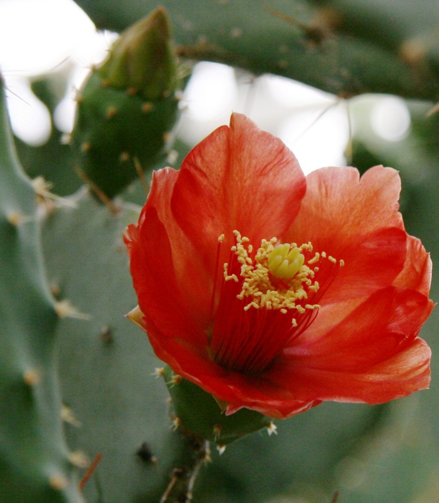 Opuntia elatior: Opuntia elatior