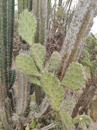 Opuntia elatior (Opuntia elatior)