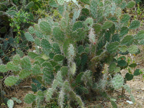 Opuntia elatior (Opuntia elatior)
