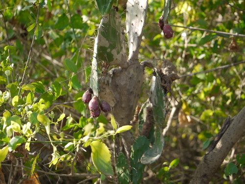 Opuntia elatior (Opuntia elatior)