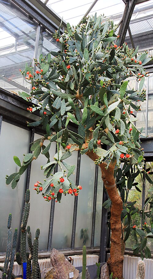 Opuntia elatior: Cactus Opuntia elatior from greenhouse of the Botanical Gardens of Charles University , Prague , Czech Republic
