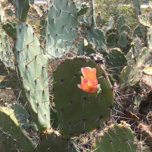 Opuntia elatior (Opuntia elatior)