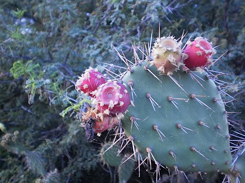Opuntia elatior: The flowers of a prickly pear, Opuntia, by the Laguna de la Restinga. Margarita Island, Nueva Esparta, Venezuela.