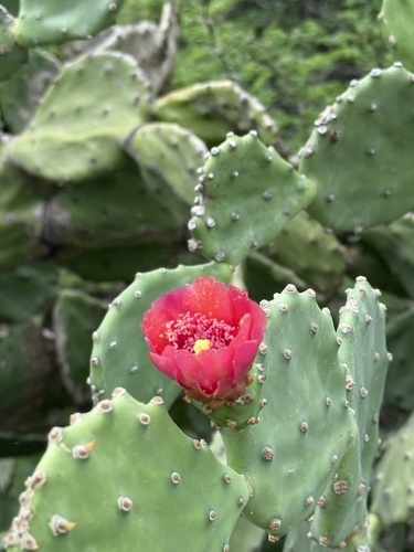 Opuntia elatior (Opuntia elatior)