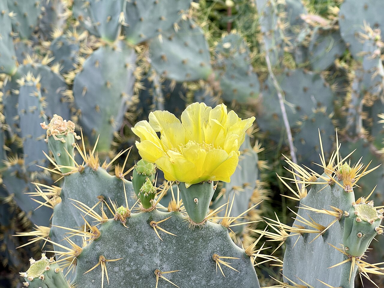Cactus apple: Opuntia engelmannii, un cactus de la famille des Cactaceae, en fleur.