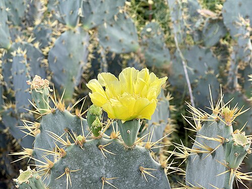 Cactus apple: Opuntia engelmannii, un cactus de la famille des Cactaceae, en fleur.