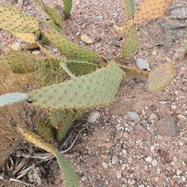 Cactus apple (Opuntia engelmannii)