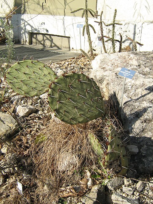 Cactus apple: Opuntia engelmannii in the botanic garden of Berne