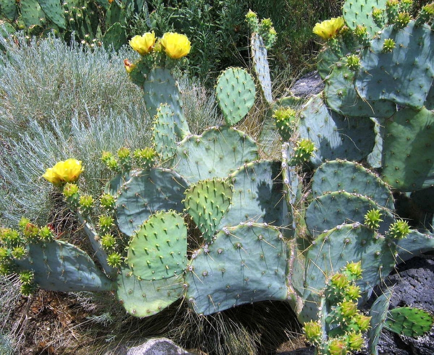 Cactus apple: Opuntia cacanapa in flower