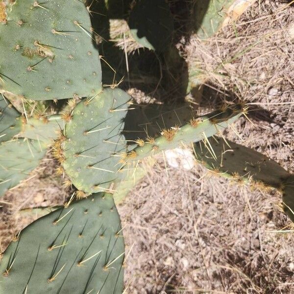 Cactus apple (Opuntia engelmannii)