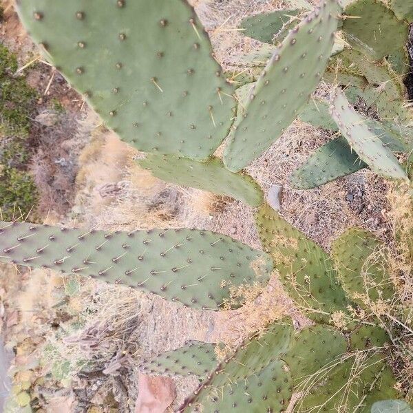 Cactus apple (Opuntia engelmannii)