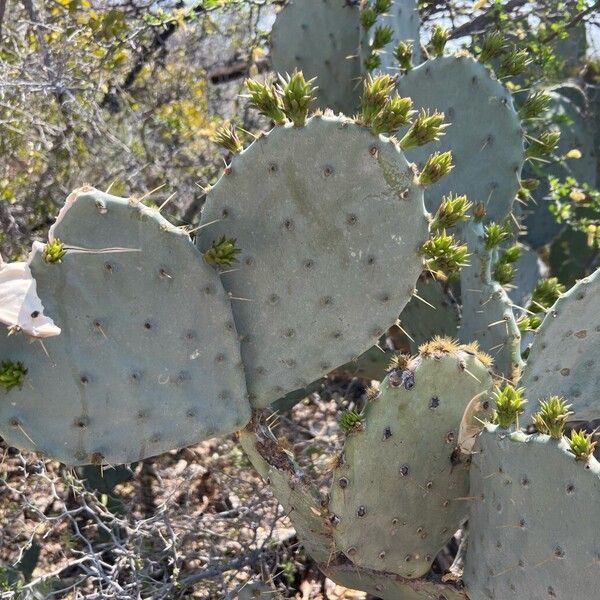 Cactus apple (Opuntia engelmannii)