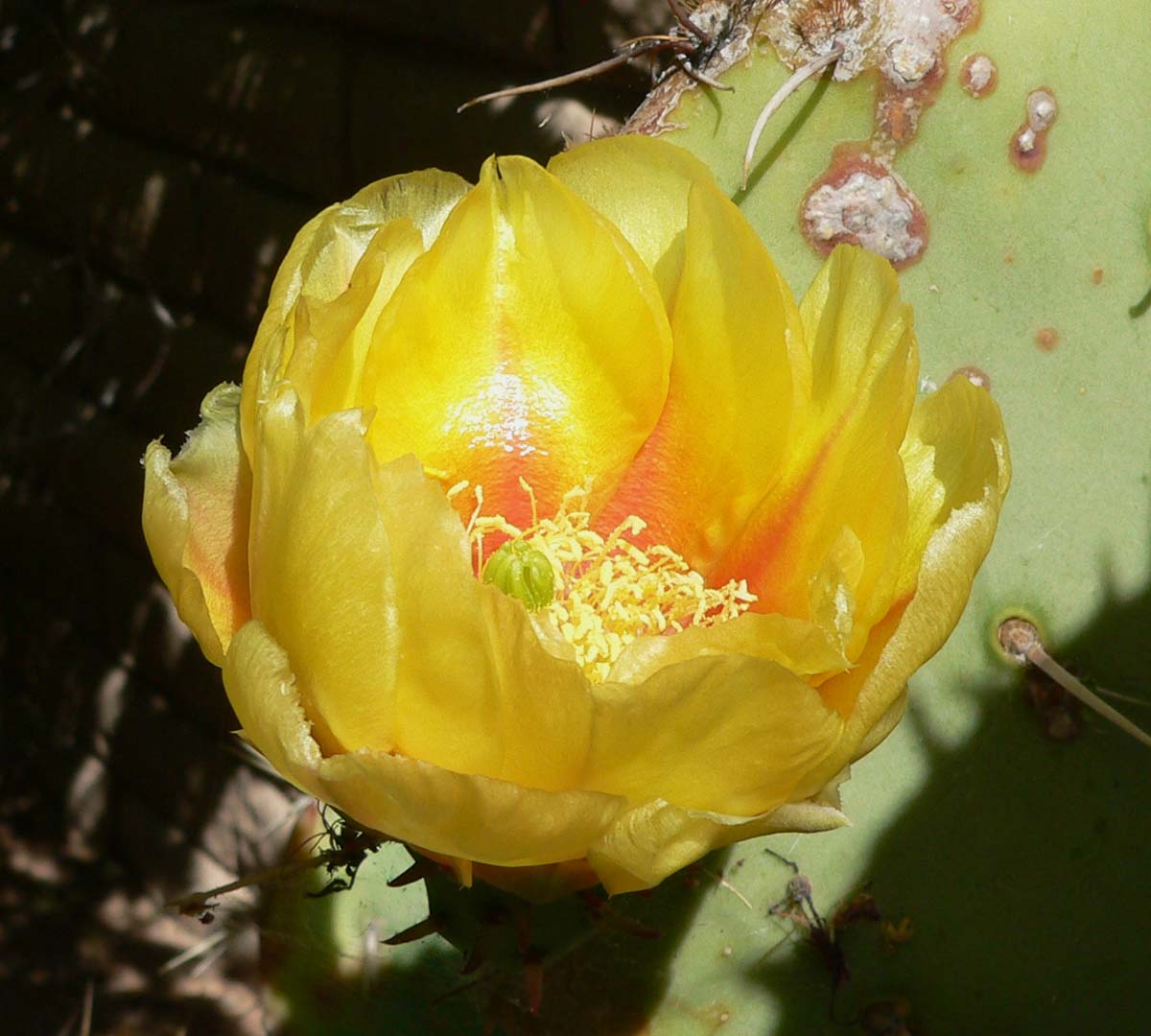 Cactus apple (Opuntia engelmannii)