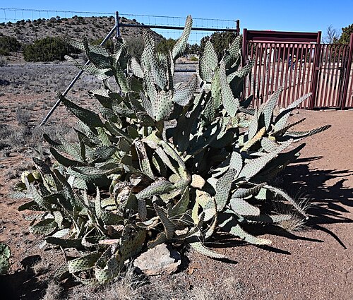 Cactus apple: Opuntia engelmannii var. linguiformis, Chihuahuan Desert Research Institute, Texas