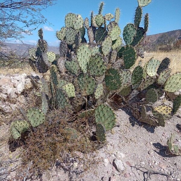 Cactus apple (Opuntia engelmannii)