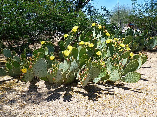 Cactus apple: Coonly Garden, Opuntia engelmanii, Prickly Pear, Spring at Mayo Clinic Phoenix, 2013
