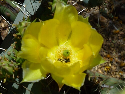 Cactus apple: Coonly Garden, Opuntia engelmanii, Prickly Pear, 2013