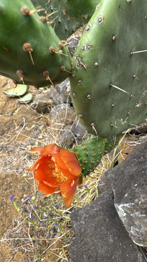 Prickly pear (Opuntia ficus-indica)